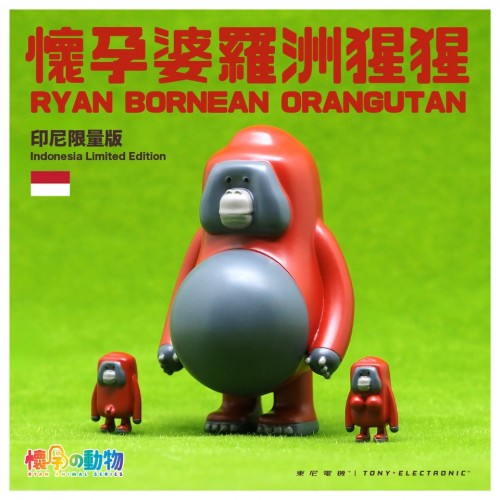 Pregnant Bornean orangutan